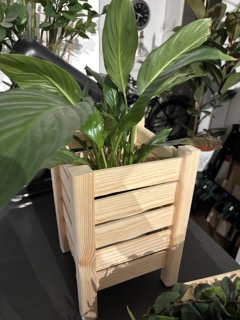 Plant 6